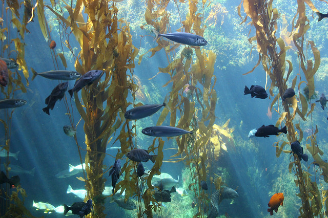 Birch Aquarium San Diego