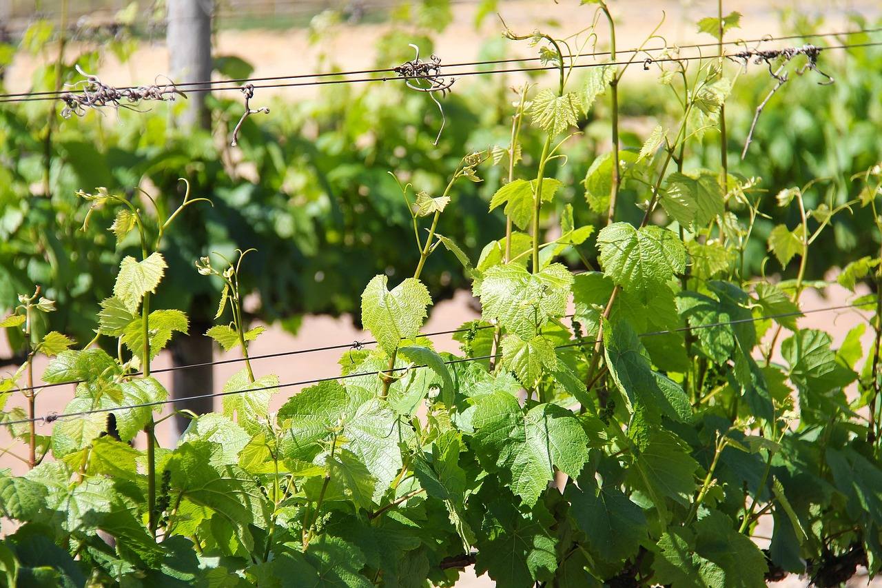 Wine Tours transportation in San Diego